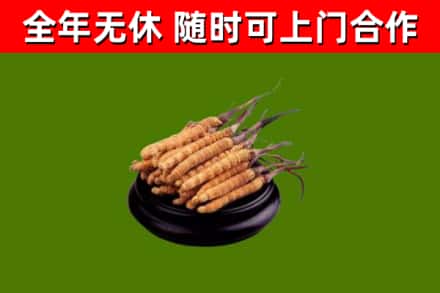 光泽县回收散虫草