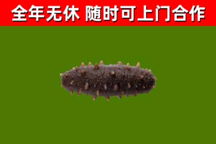 光泽县回收海参干